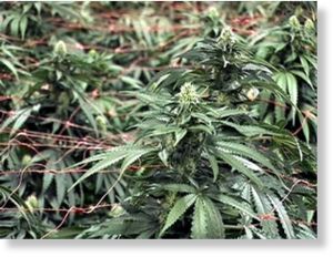 marijuana