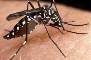 mosquito