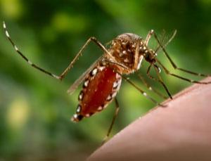 mosquitoe