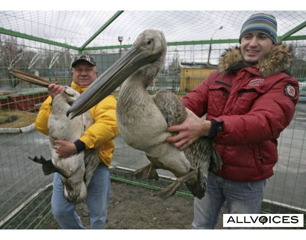 Lost Pelicans