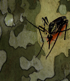 mosquitoe