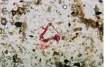 Ice Meteorite_2