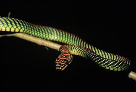 Flying Snake