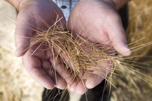 wheat