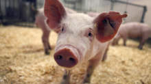 Enviropig 