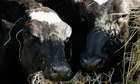 cows