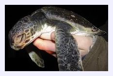 Green Sea Turtle,