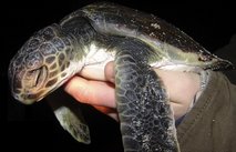 Green Sea Turtle,