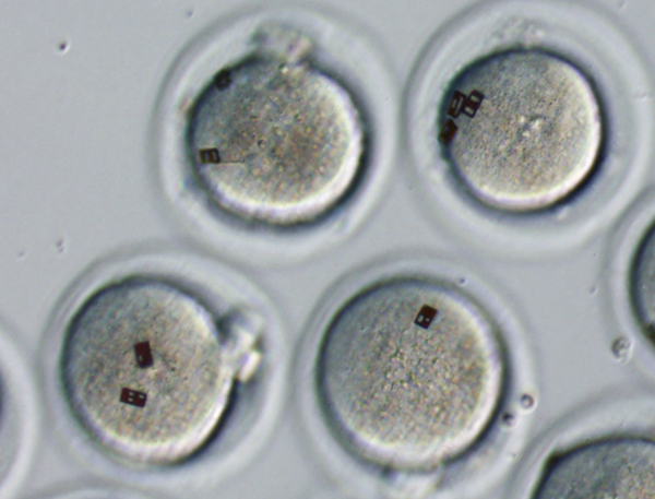 mouse embryo