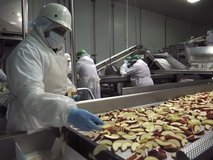 GMO Apples
