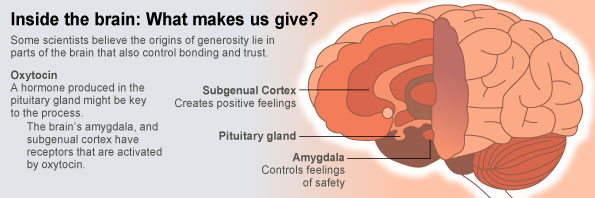 Brain