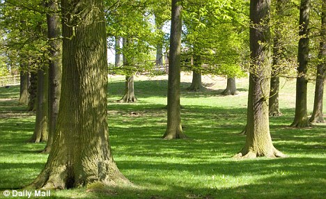 Click to enlarge trees affected by wi-fi?