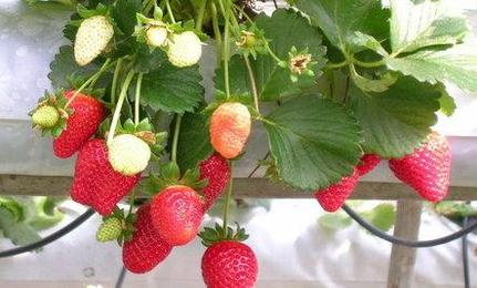 Click to enlarge Toxic Strawberries