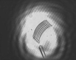 Microscopic Rod