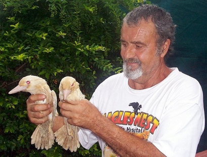 albino kookaburras