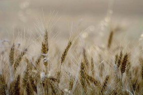wheat
