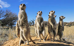 Meerkats