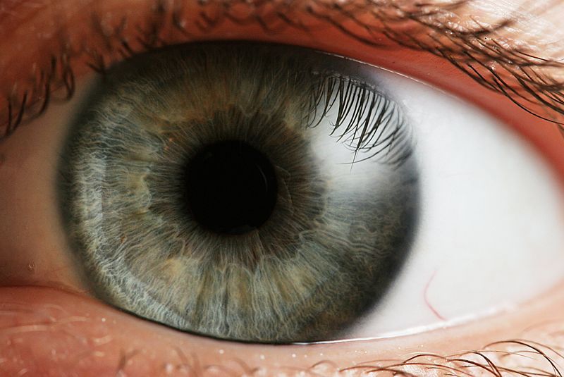 eyes