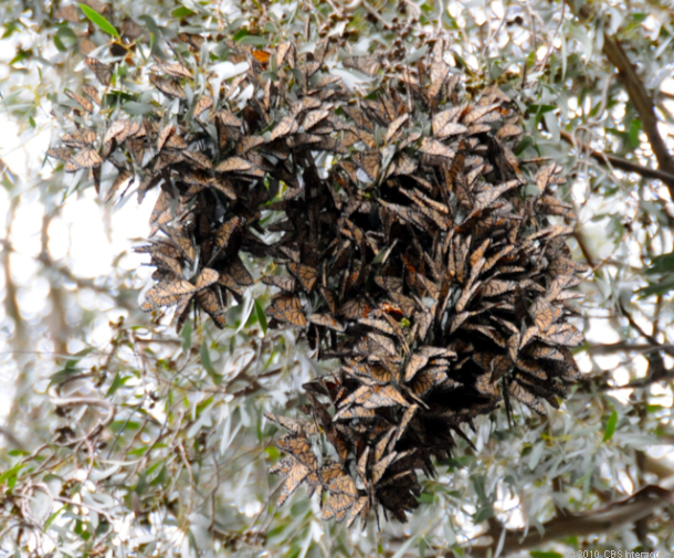 Click to enlarge Monarch Butterflies_3
