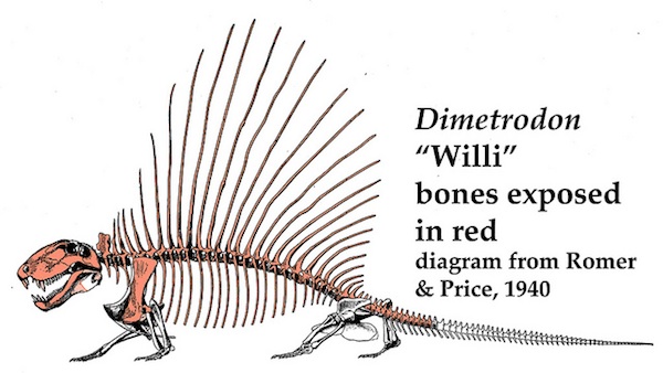 Click to enlarge Dimetrodon