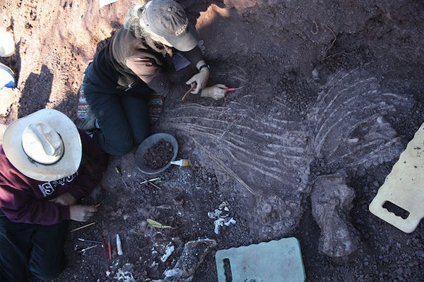 Click to enlarge Dimetrodon_2