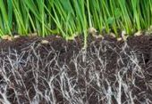 plant roots