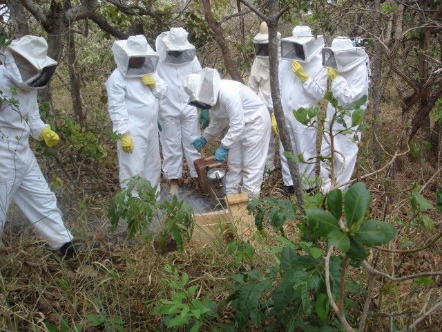 Bee Die Off