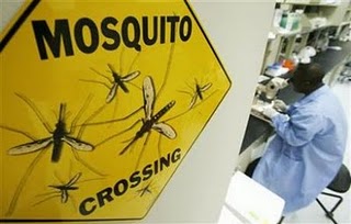mosquito crossing
