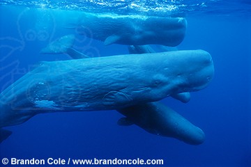 Sperm Whales