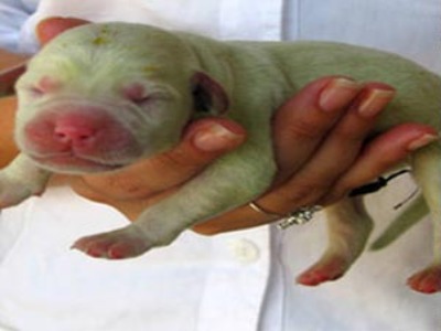 Click to enlarge Green dog