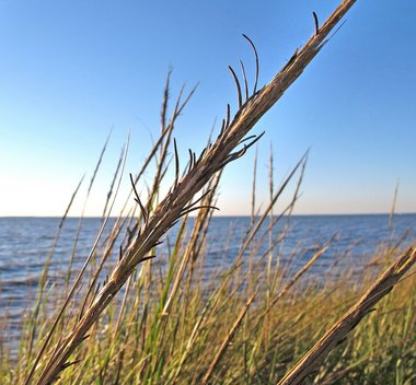 Alabama marsh grass