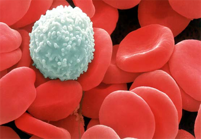 Click to enlarge white blood cells