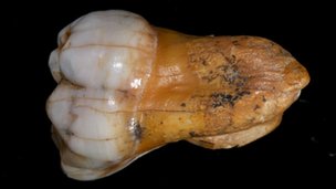Click to enlarge Denisovans Tooth