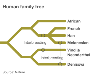 Click to enlarge Human Tree