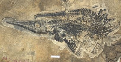 Ichthyosaur