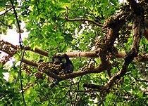 chimp