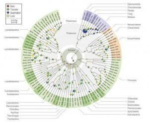 Click to enlarge Gene evolution