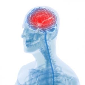 Click to enlarge Brain