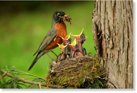 Baby Birds