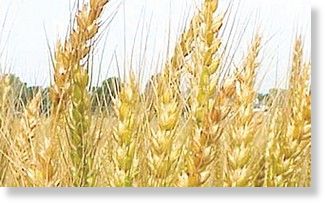 wheat