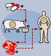 Click to enlarge antibiotic food chain graphic