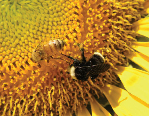 bees