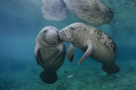 manatees