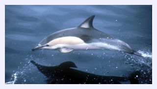 Click to enlarge Common dolphin