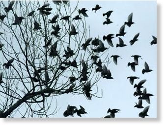 Black Birds