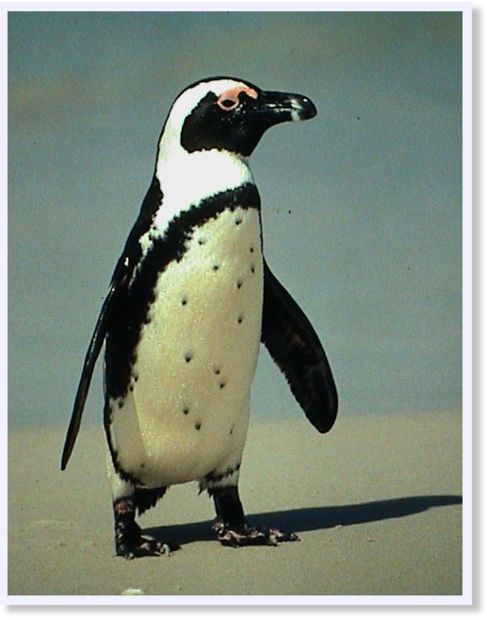 Penguin