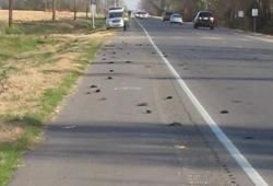 dead birds