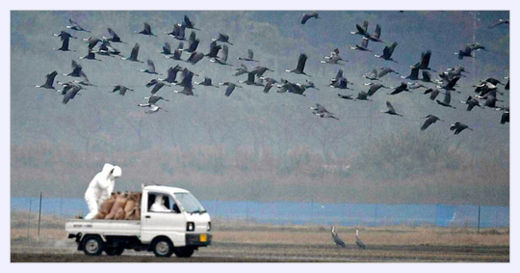 Japan Bird Sanctuary 