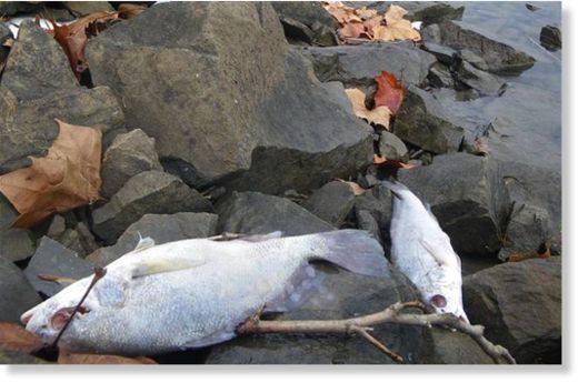 Dead Fish Arkansas River