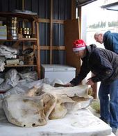 Click to enlarge Wooly Mammoth squeleton